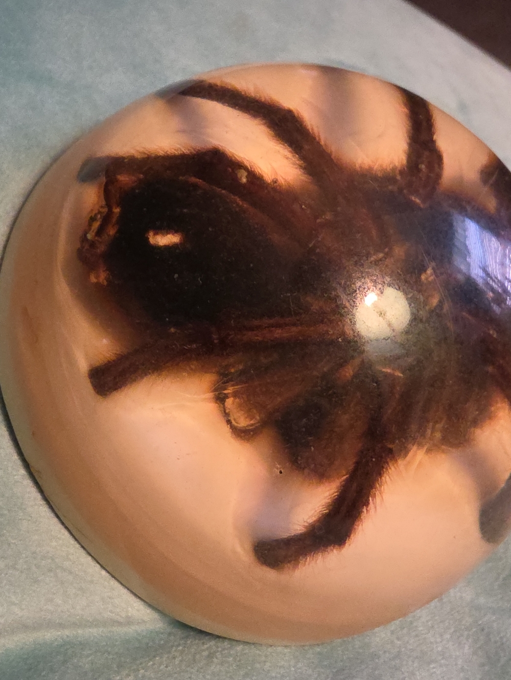 Tarantula Spider - Picture 3 of 6
